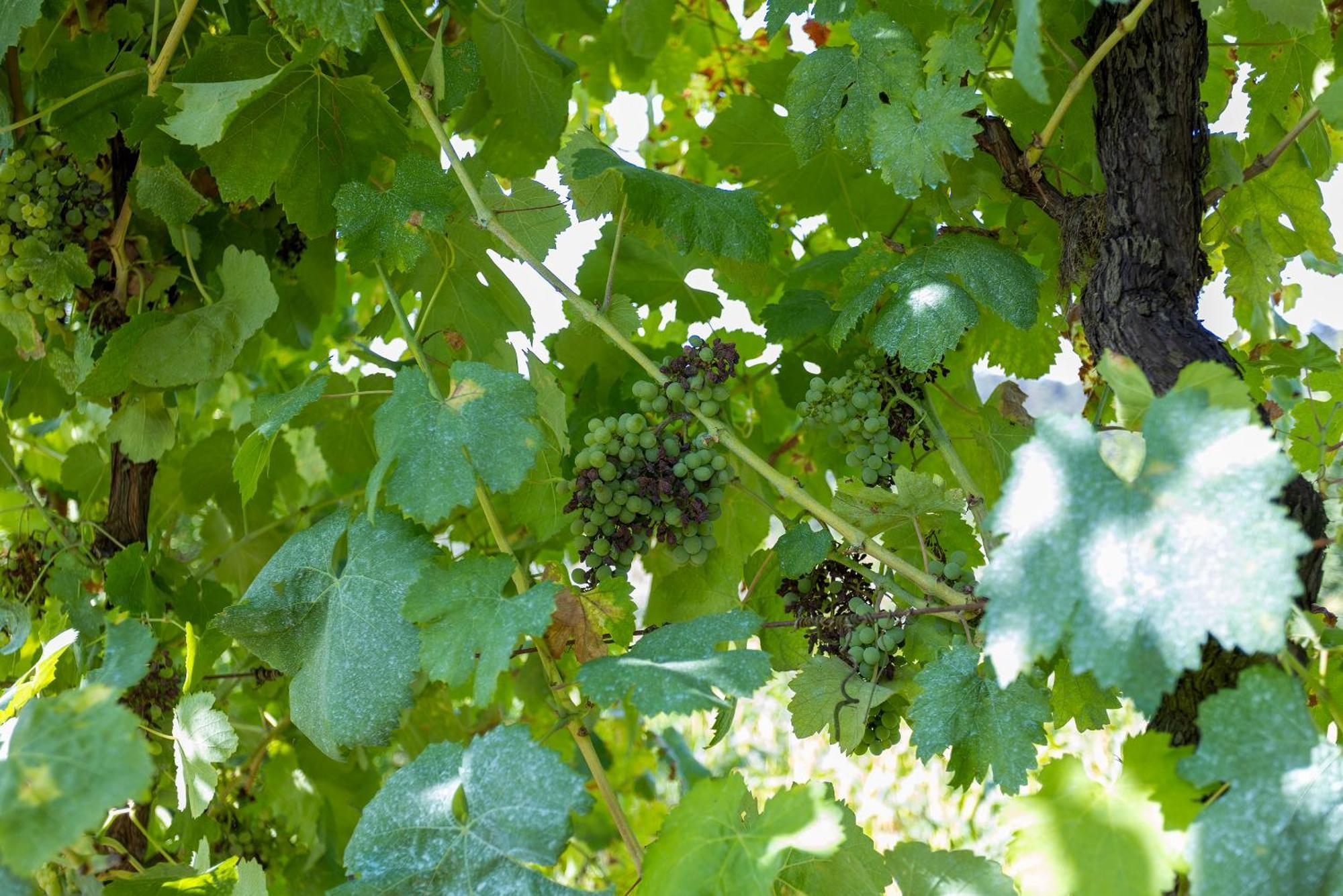 Quinta Da Comenda 圣佩罗多索 外观 照片