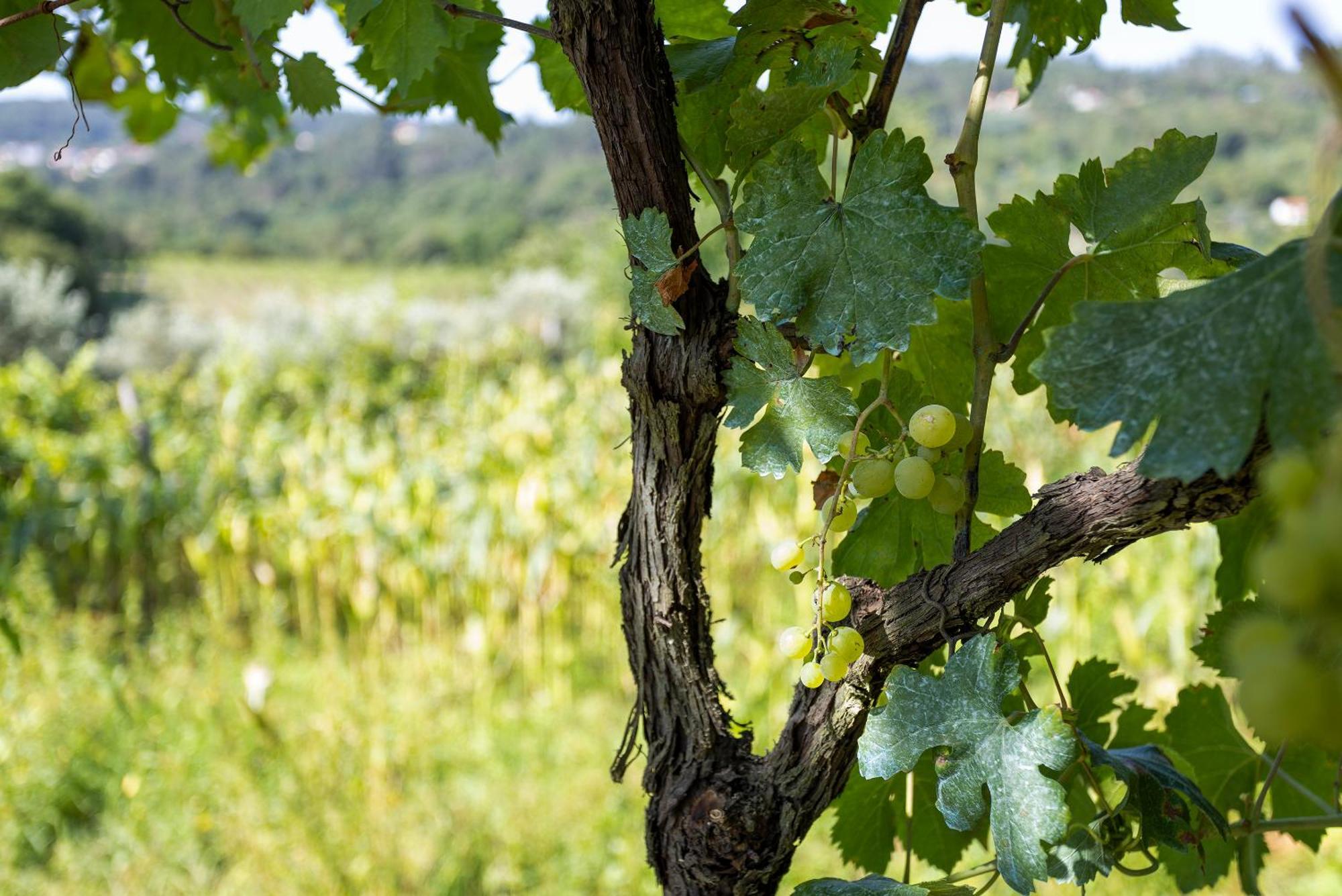 Quinta Da Comenda 圣佩罗多索 外观 照片